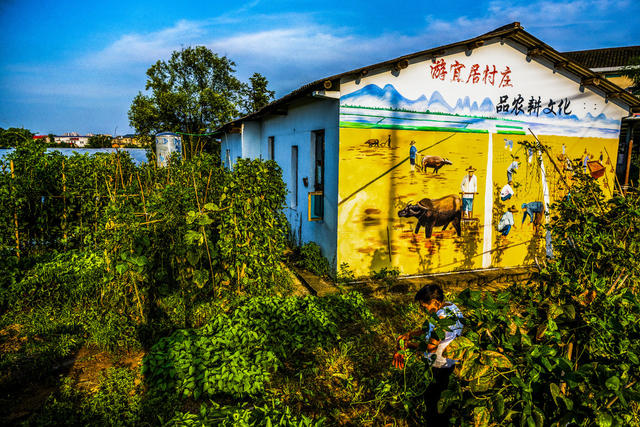 滨洲村。