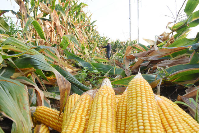  Control of cotton pests by harvesting corn in summer in summer in Li County, Changde, Hunan Province