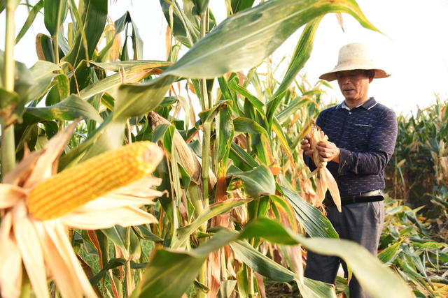 湖南  常德  澧县  时令  二伏天   高温   避暑   收获玉米   防治棉花虫害