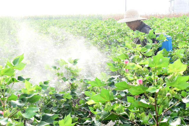 湖南  常德  澧县  时令  二伏天   高温   避暑   收获玉米   防治棉花虫害