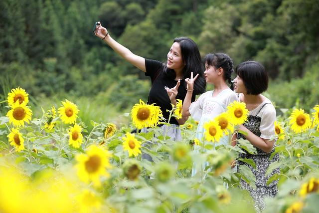 花海 催热 旅游 经济村民 吸引 田园 乐趣 乡村