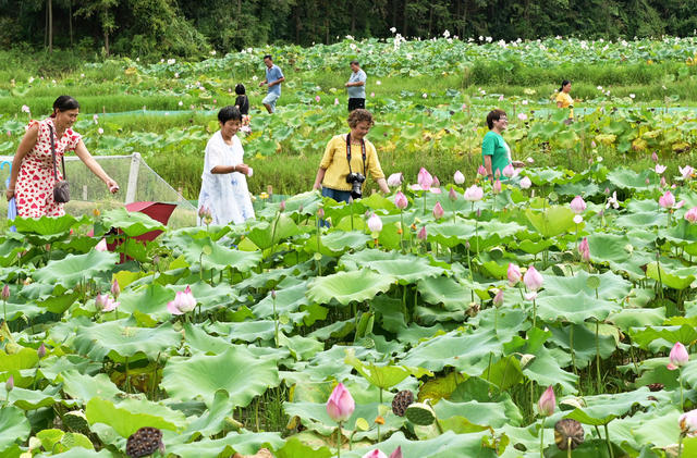 乡村游
旅游市场
农村
游客
农耕文化
自然环境
花
农旅融合