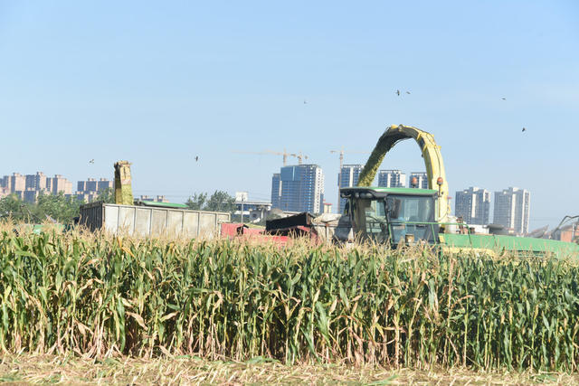  Linan Town, Lixian County, Dongting Lake Flood Storage Embankment Agricultural planting scale, corn storage machinery, rush to harvest