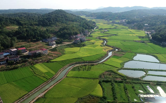 农业农村
乡村振兴  稻田  中稻  河流  抗旱  高标准农田建设 