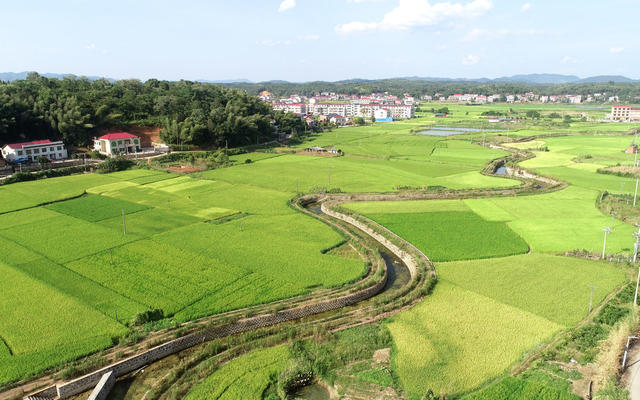 农业农村
乡村振兴  稻田  中稻  河流  抗旱  高标准农田建设 