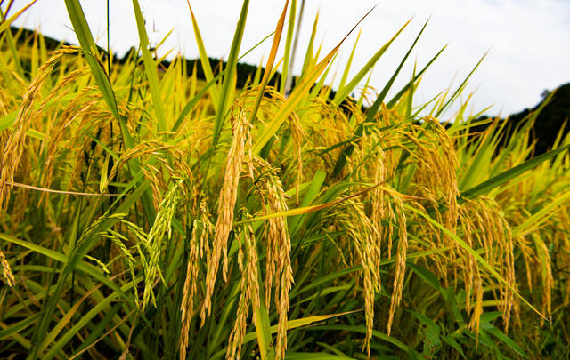 农村 农民  农田  侗族 怀化  收割