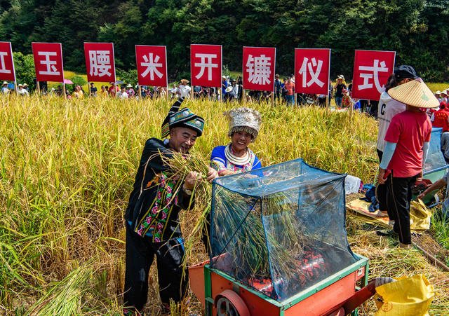 农村 农民  农田  侗族 怀化  收割