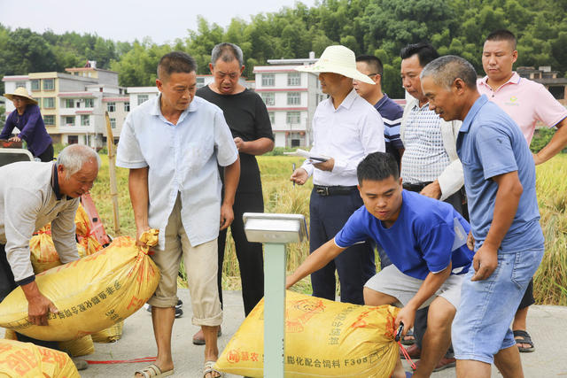 农业 农村 农民 超级稻 测产