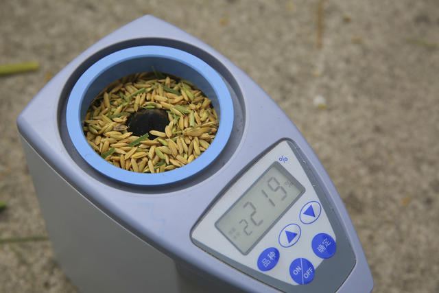 农业 农村 农民 超级稻 测产