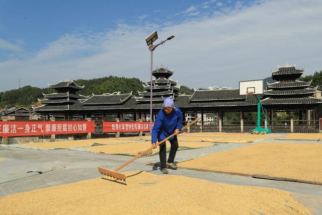 村民 秋收 晒谷忙 增收 安全