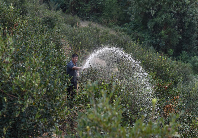 抗旱 油茶林  示范基地
村级集体经济   抗旱救灾  水利设施  党建引领  干旱季节  