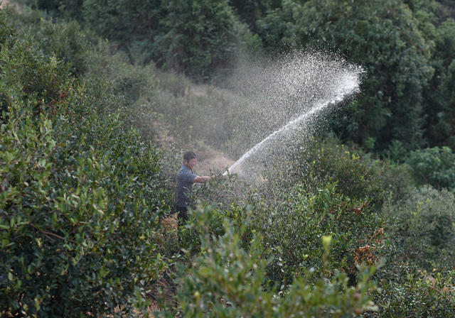 抗旱 油茶林  示范基地
村级集体经济   抗旱救灾  水利设施  党建引领  干旱季节  