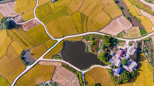 乡村秋景  稻田