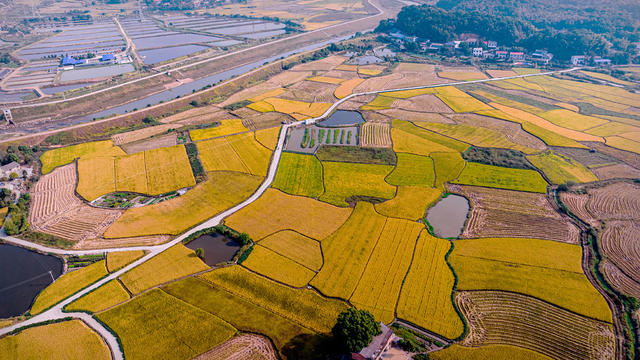 乡村秋景  稻田