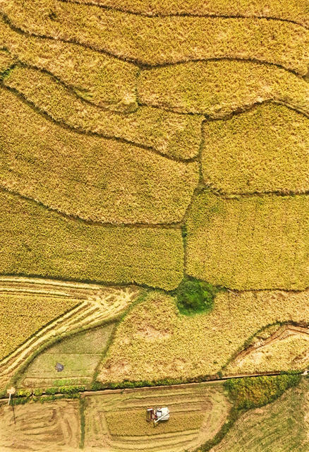 秋粮 水稻 紫色红薯 收获 