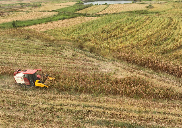 高粱 收割 晾晒 农事