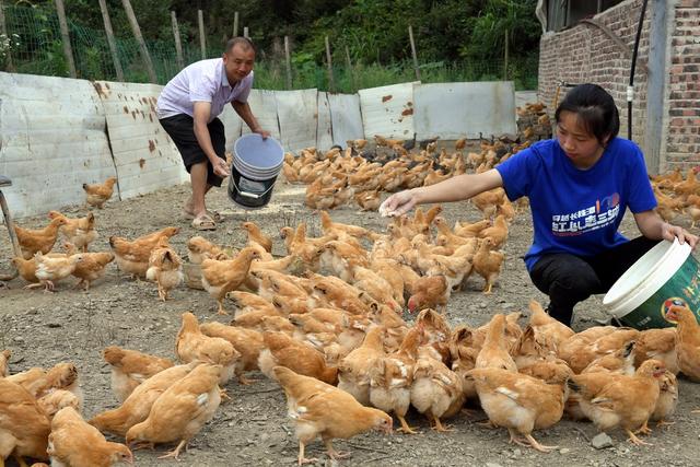 饲养土鸡 致富