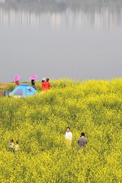 湘江 油菜花