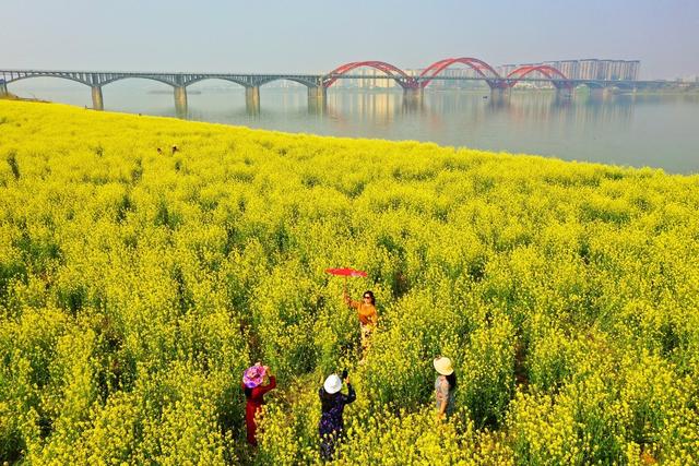 湘江 油菜花
