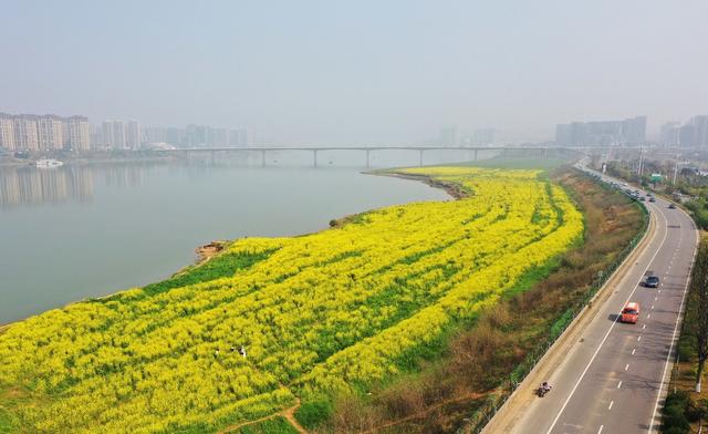 湘江 油菜花