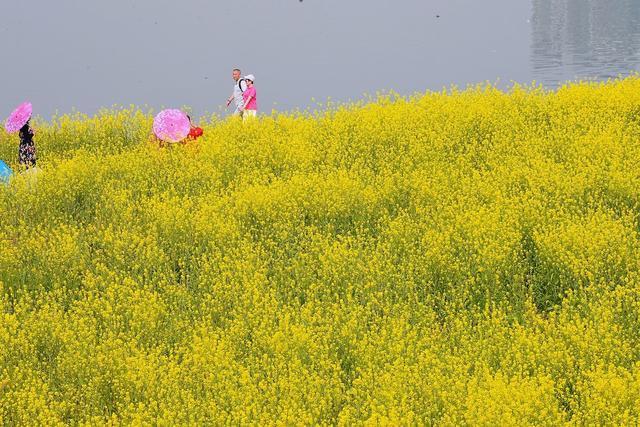湘江 油菜花