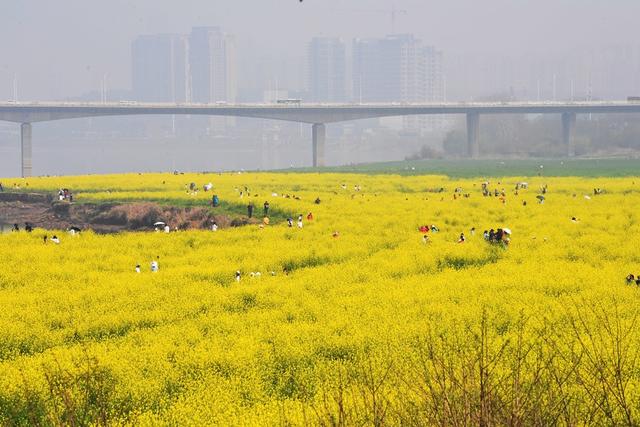 湘江 油菜花