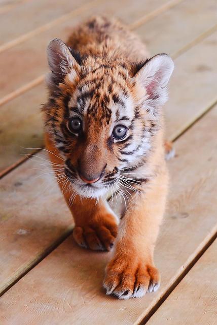 首只人工繁育 小老虎