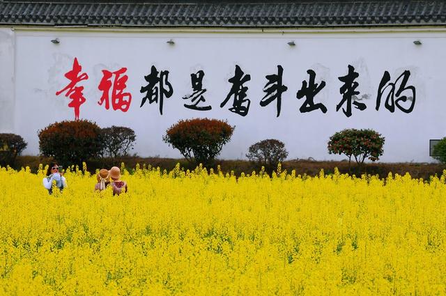 踏青 油菜花