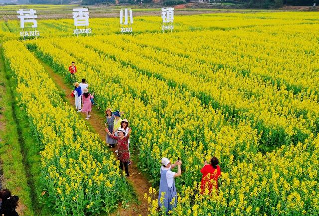 踏青 油菜花