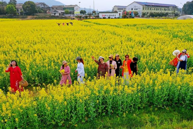 踏青 油菜花
