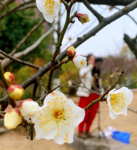 春光 梅花