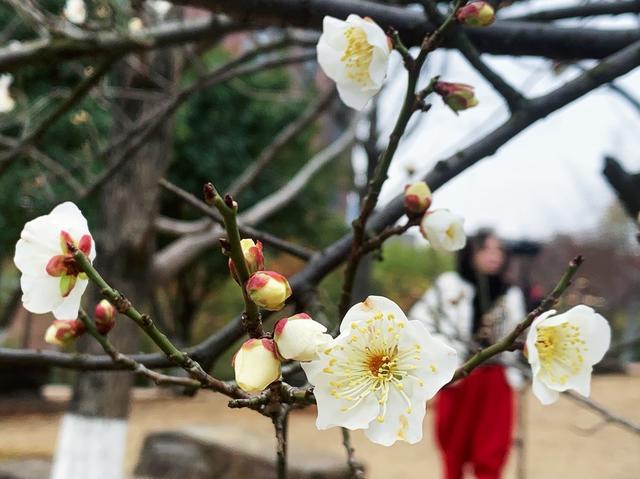 春光 梅花