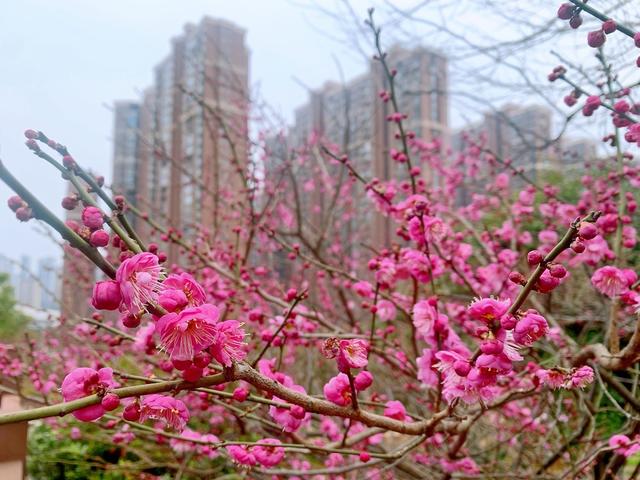 春光 梅花