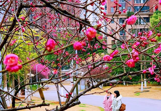 春光 梅花