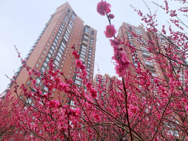 春光 梅花