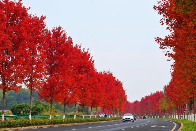 枫叶 红枫 