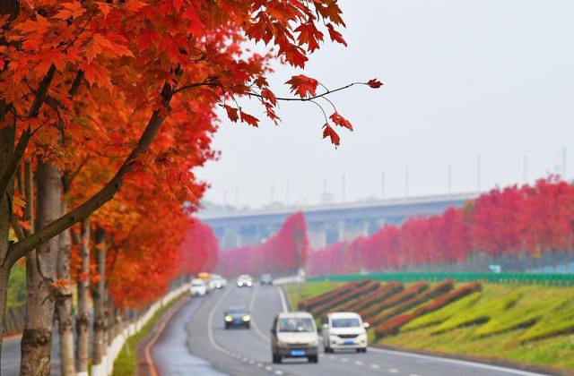 枫叶 红枫 