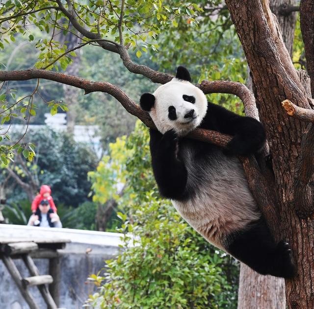 动物