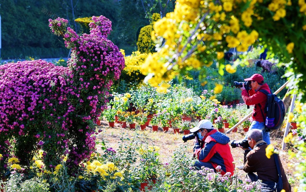 菊花 展览