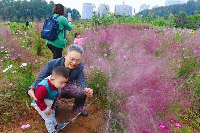 粉黛乱子草