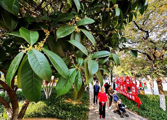 长沙 桂花公园 市民休闲