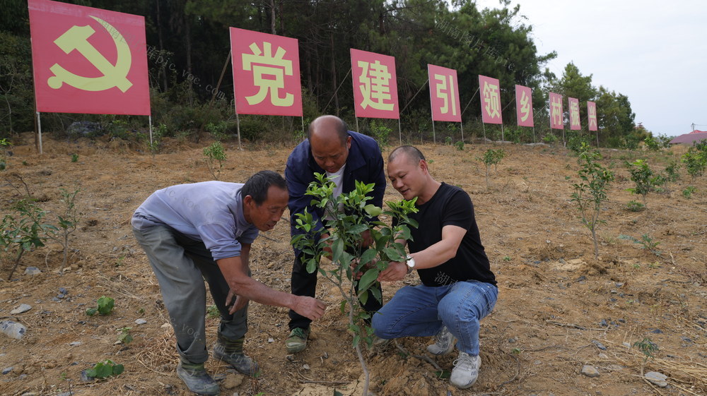 党建引领乡村振兴