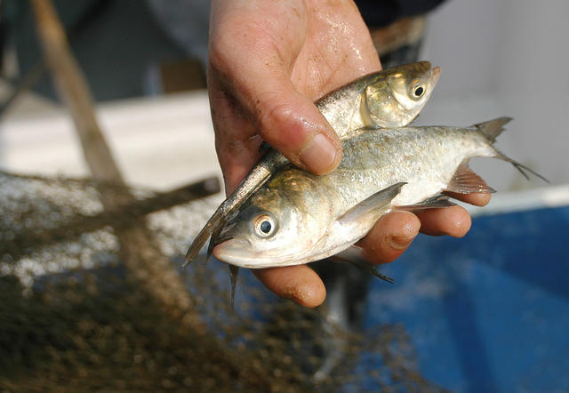 渔政  禁渔  迷魂阵