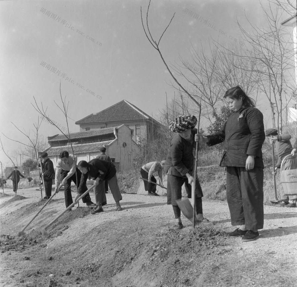  tree planting