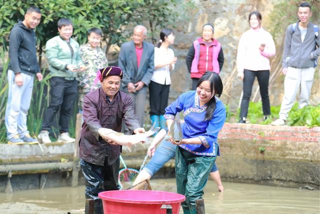 侗寨 村民 开塘 捉鱼 庆丰收 祈求 风调 雨顺
