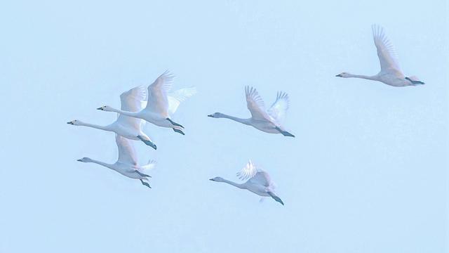 天鹅 越冬候鸟 洞庭湖 汨罗 屈原农场