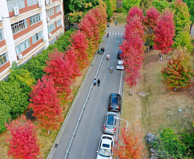 湖南农业大学 红枫大道