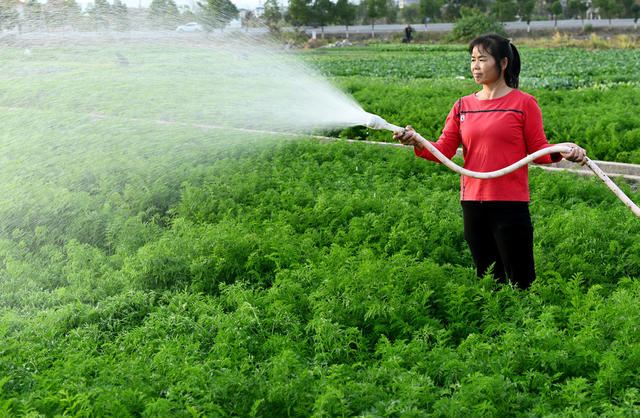 蔬菜  菜地管护 农业  农村  农民增收 种植业 冬季农作物 冬种冬管