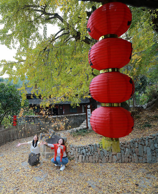 侗寨 千年 银杏 “披金” 引客来