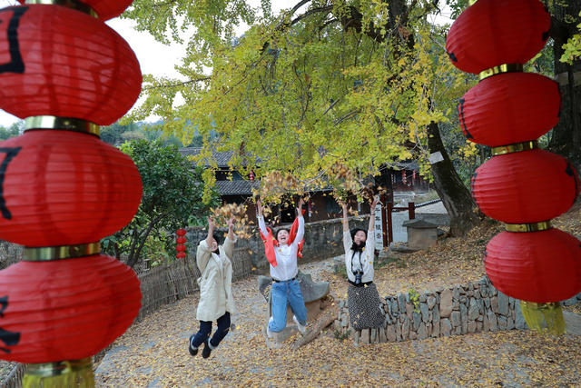 侗寨 千年 银杏 “披金” 引客来